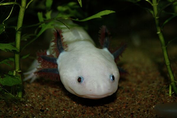 Без протезов. Ученые поняли, как отрастить ампутированные конечности