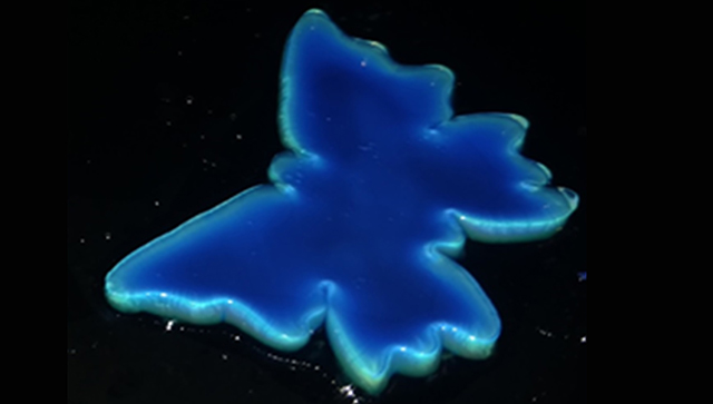 Ученые из России создали синтетический аналог "кожи хамелеона"