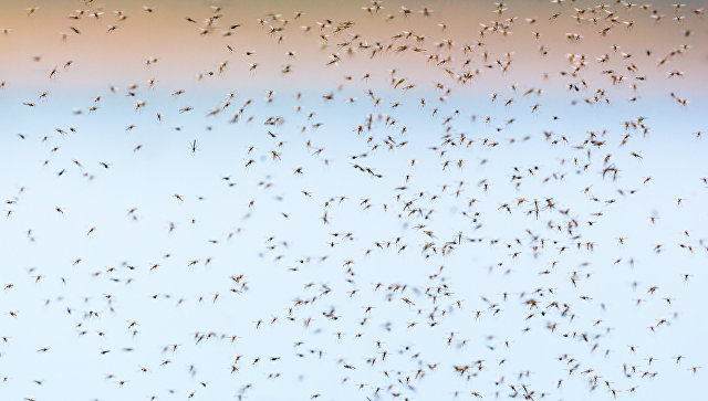 Китайские ученые разрабатывают радар для отслеживания москитов