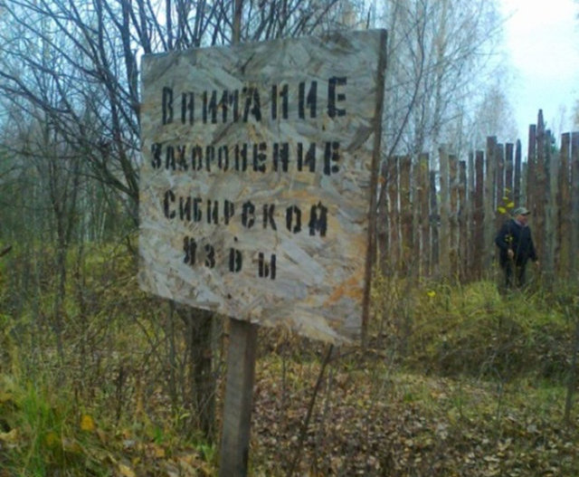 Живучий микроб: сибирская язва сотни лет дремлет в могильниках