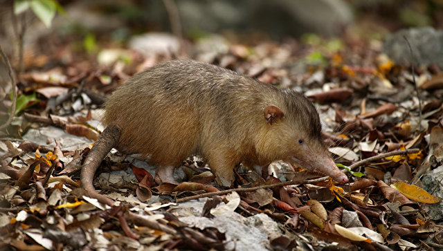 Генетики из России раскрыли тайну рождения уникального ядовитого "крота"