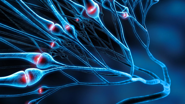 Ученые из России выяснили, как иммунитет влияет на память и интеллект