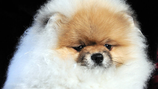 У жительницы Тюмени судебные приставы изъяли около 100 померанских шпицев