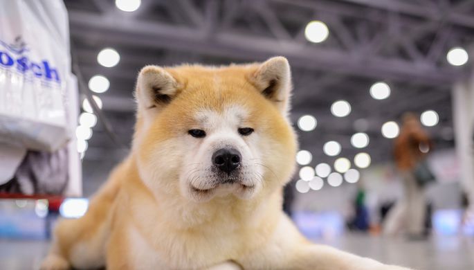 Забавный японский пес попал на Google Maps