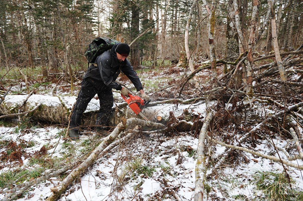 Бери грибы: россиянам разрешат заработать на "дарах леса"