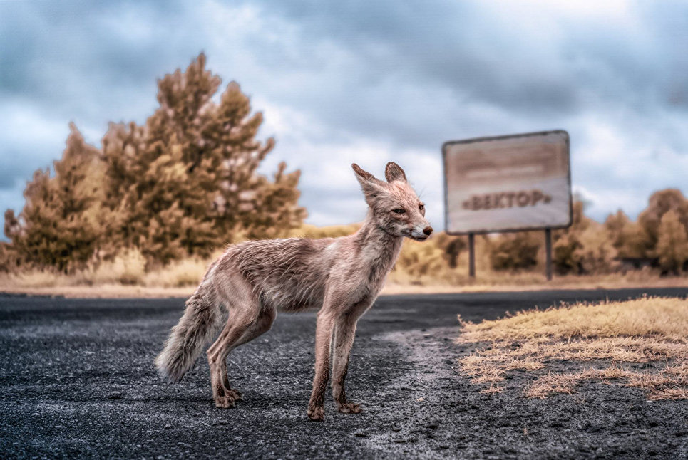 Порошенко призвал превратить Чернобыльскую зону в место "новых технологий"