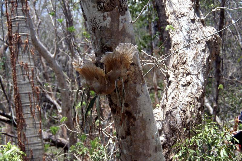 Живые мертвецы. Какие существа на Земле способны пережить смерть