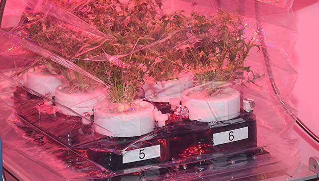 НАСА начнет выращивать новую "космическую капусту" на МКС в апреле