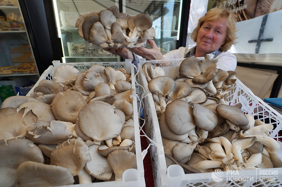 Бери грибы: россиянам разрешат заработать на "дарах леса"