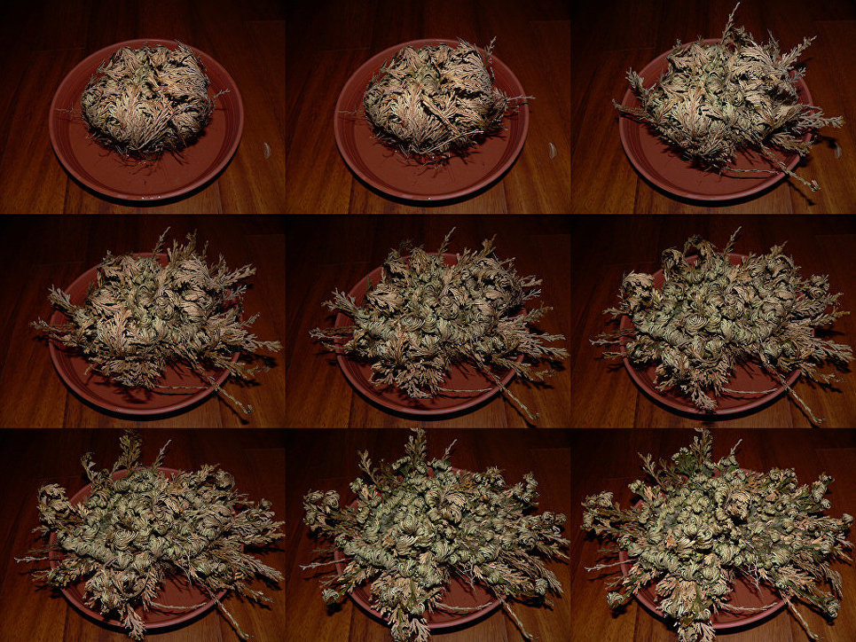 Живые мертвецы. Какие существа на Земле способны пережить смерть