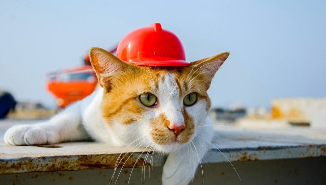 Кот Мостик назначил пса Цыгана главным по острову Тузла