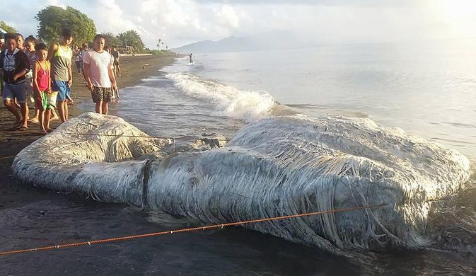 Огромного «волосатого монстра» выбросило на берег на Филиппинах