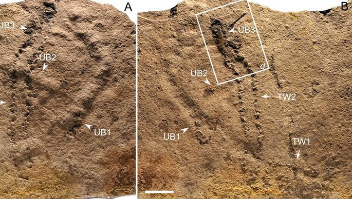 В Китае найдены древнейшие следы животных