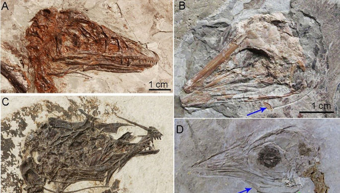 Ученые: динозавры не могли лизать