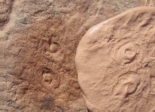 Ученые назвали ископаемое животное в честь Обамы