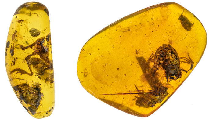 Самые древние лягушки обнаружены в янтаре