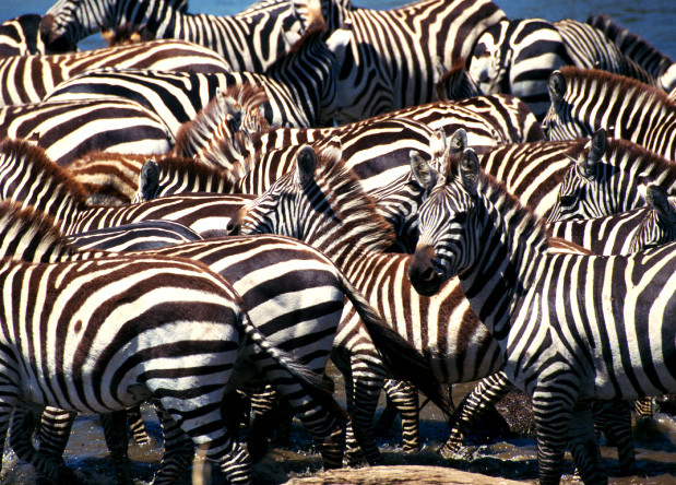 Ученые не смогли выяснить, зачем зебрам полоски