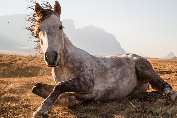 Ученые выяснили, что лошади фыркают от радости
