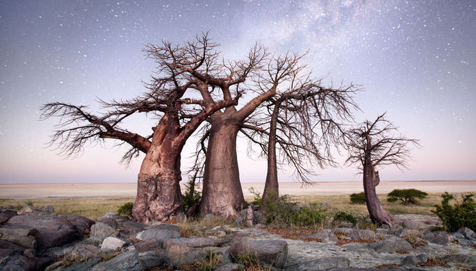 Африканские баобабы возрастом более 1000 лет вымирают с рекордной скоростью