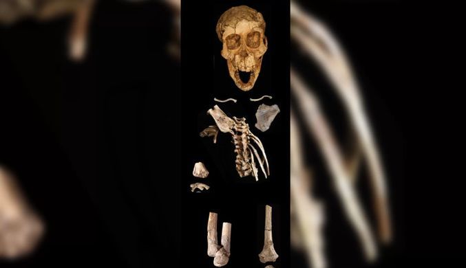 Ученые: дети австралопитеков лазали по деревьям