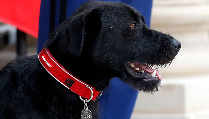 Первые американские собаки оказались потомками собак из Сибири