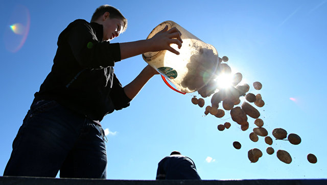 Россельхознадзор разрешил сажать картофель для личных нужд