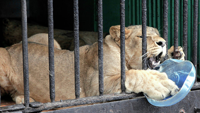 В Ленинградском зоопарке готовят ледяные "торты" для животных