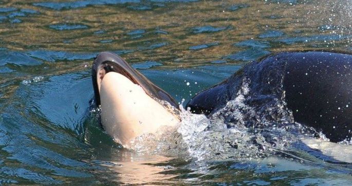 В Канаде косатка две недели носила на себе мертвого детеныша