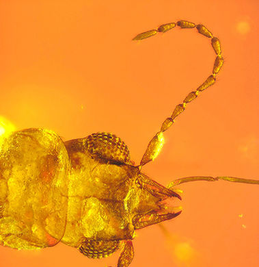 В янтаре найден жук-опылитель возрастом 99 млн лет
