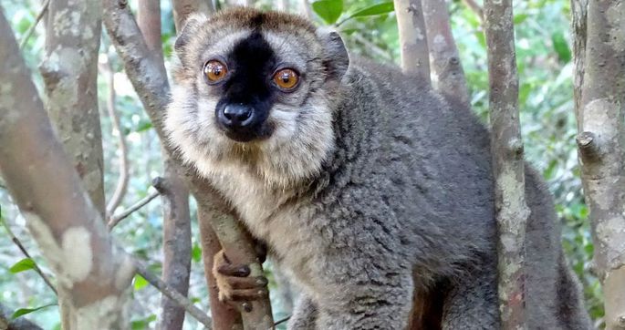 Приматологи выяснили, зачем лемуры чешут анус многоножками