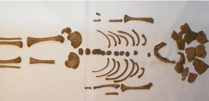 Исследование: дети в Древнем Риме страдали от рахита