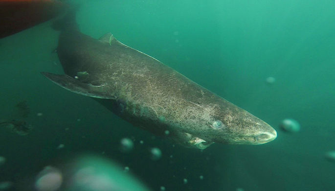 На пляже в Австралии нашли зубы гигантской акулы