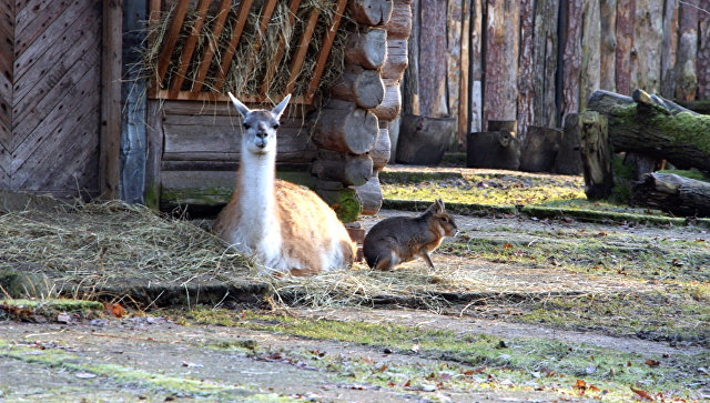 В Калининградском зоопарке впервые родился детеныш патагонской мары
