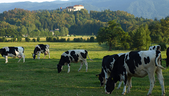 В Ивановской области строят два крупных животноводческих комплекса