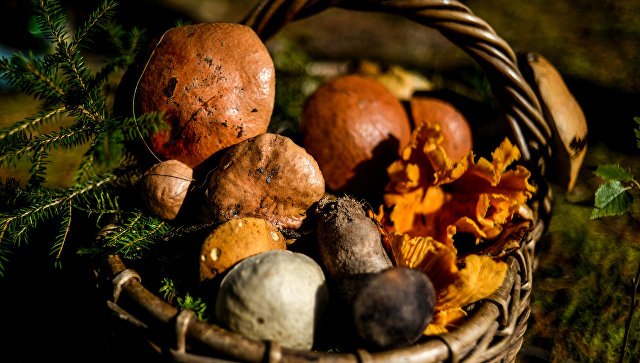 В ГД внесли проект о возрождении контор для приема ягод и грибов