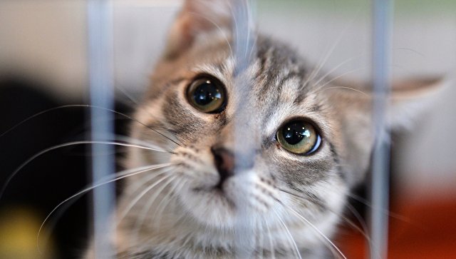 Сжег церковь, варил котенка. Как нашли последователей хабаровских живодерок