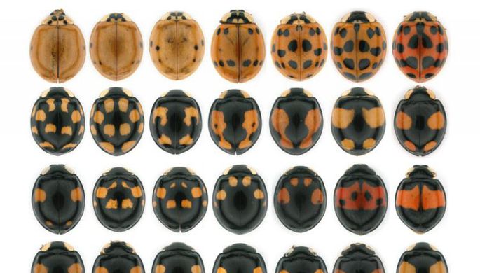 Ученые выяснили, от чего зависит цвет божьей коровки