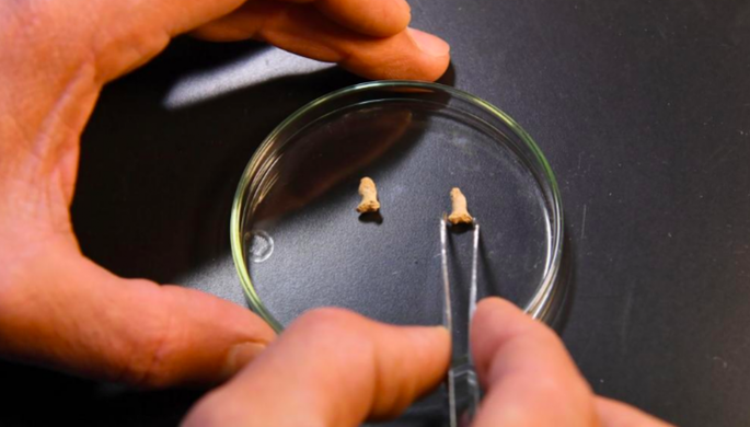 В Польше найдены кости неандертальского ребенка, съеденного птицей