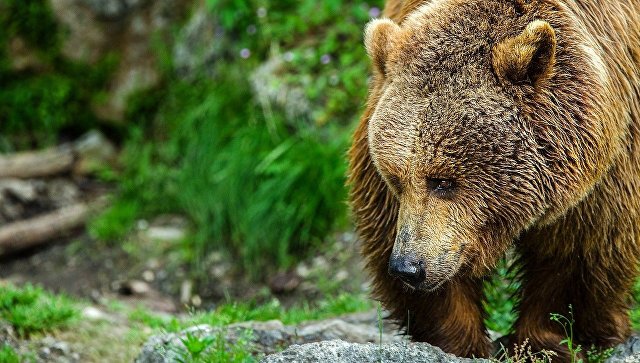 В Башкирии на видео попал медвежонок, ворующий мед у пчел