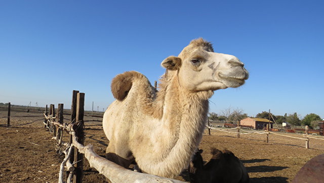 На собственном горбу: как верблюды спасли астраханское село от вымирания