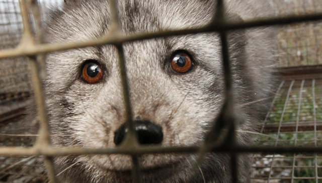 Кота — оправдать, медведей — нет: животные, совершившие преступления