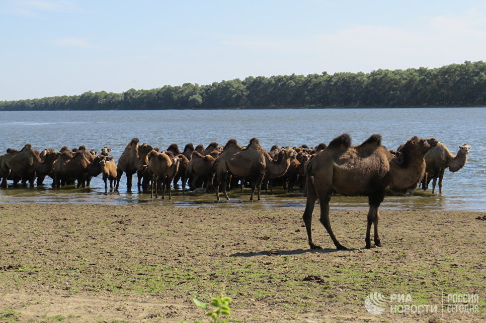 На собственном горбу: как верблюды спасли астраханское село от вымирания