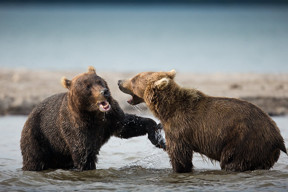 Кота — оправдать, медведей — нет: животные, совершившие преступления