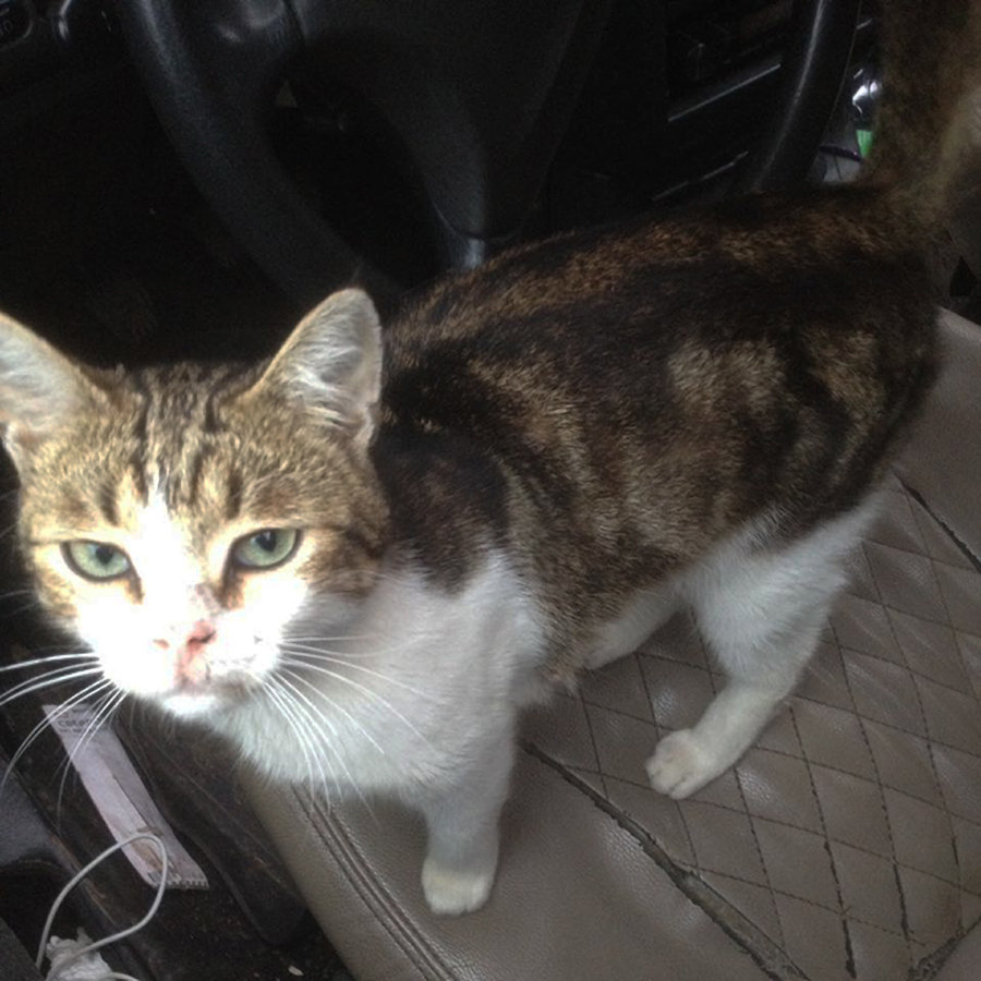 Кота — оправдать, медведей — нет: животные, совершившие преступления