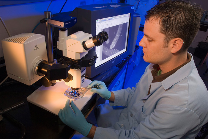 Пьяные мушки-дрозофилы помогли ученым объяснить потерю памяти из-за алкоголя