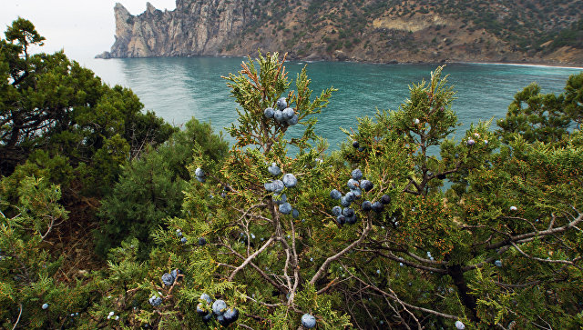 В Крыму заявили о провале концепции Киева о "российской оккупации"