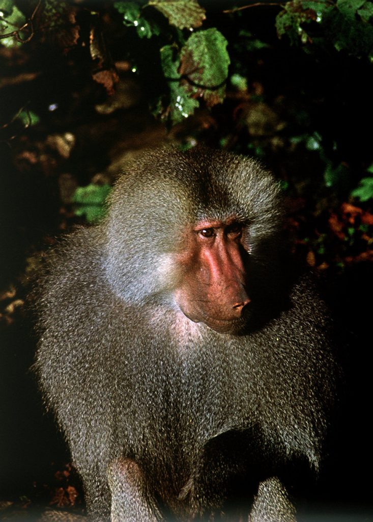 Кота — оправдать, медведей — нет: животные, совершившие преступления