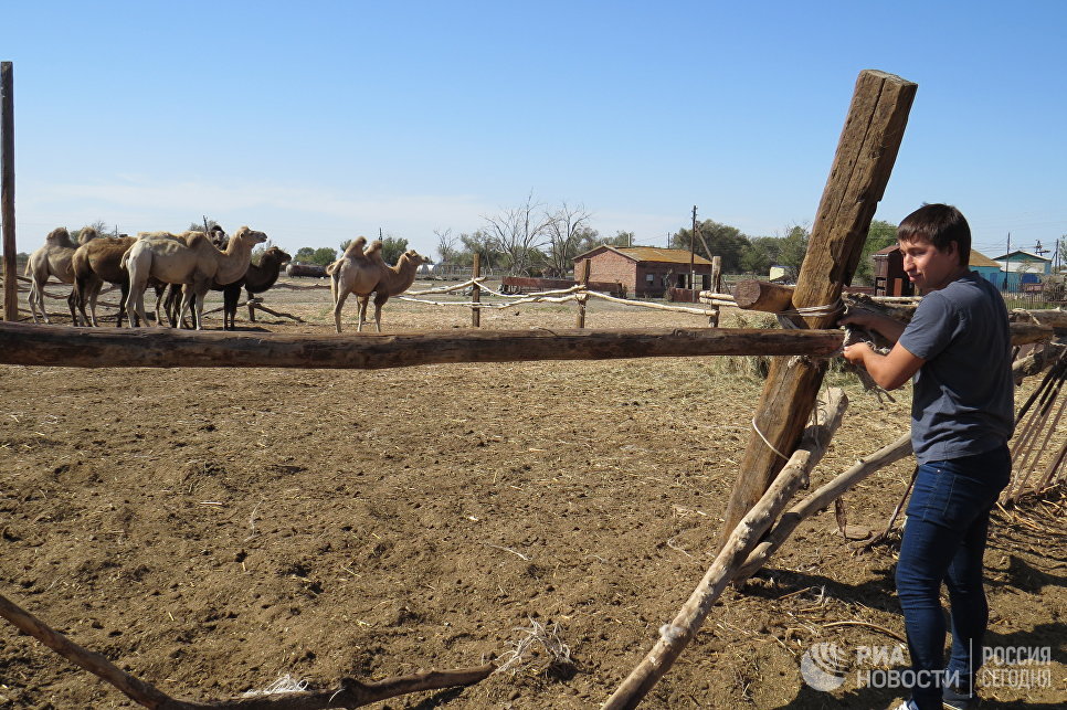 На собственном горбу: как верблюды спасли астраханское село от вымирания