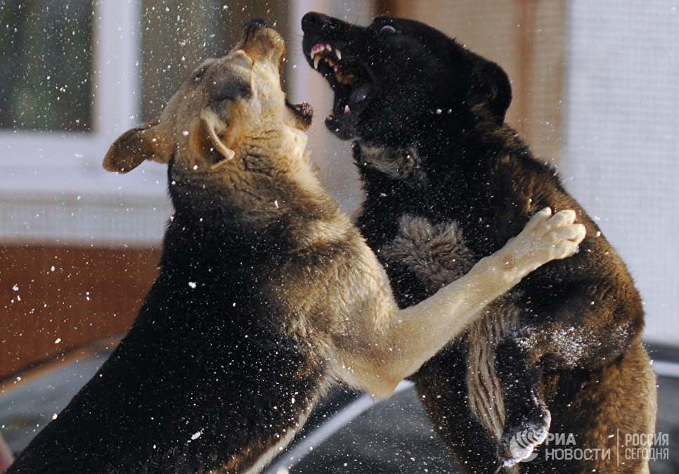 Кота — оправдать, медведей — нет: животные, совершившие преступления