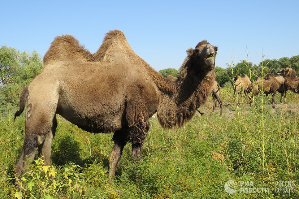 На собственном горбу: как верблюды спасли астраханское село от вымирания
